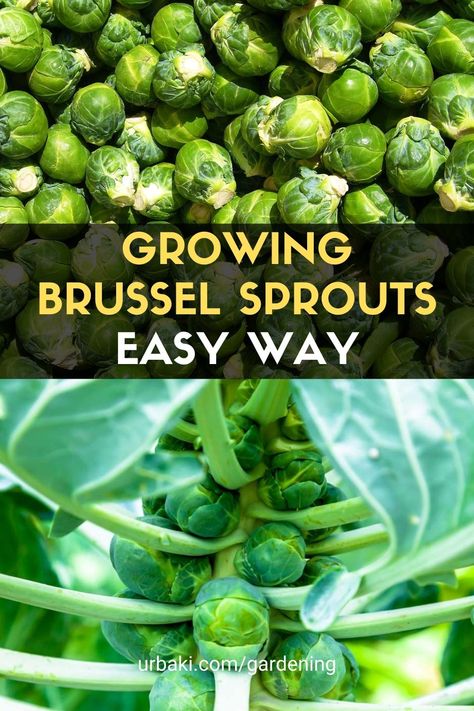 When To Harvest Brussel Sprouts, How To Grow Brussel Sprouts, Wyoming Gardening, Growing Brussel Sprouts, Grow Brussel Sprouts, Growing Brussels Sprouts, Brussel Sprout Plant, Art Creative Ideas, Sprouts Growing