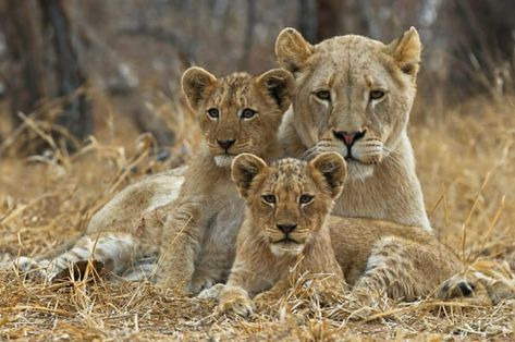 Google Image Result Lioness And Her Cubs, Lioness With Cubs, Lioness And Cub Tattoo, Lioness And Cubs, Cubs Tattoo, Lioness Tattoo, Lion Tattoo Sleeves, Female Lion, Lion Family