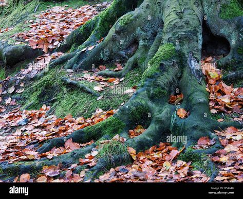 Tree Root, Norwich Norfolk, East Anglia, Tree Roots, Image Processing, England Uk, Norfolk, Autumn Leaves, Photo Image