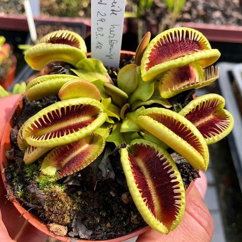 Hogwarts Herbology, Plants With Names, Carnivore Plants, Venus Fly Trap Care, Carnivorous Plants Terrarium, Insectivorous Plant, Cucumber Trellis, Venus Flytrap, Chinese Dumplings