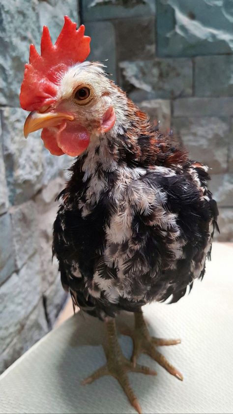 Bantam Chicken (ayam kate) Ayam Kate, Bantam Chicken, Bantam Chickens, Chicken, Animals