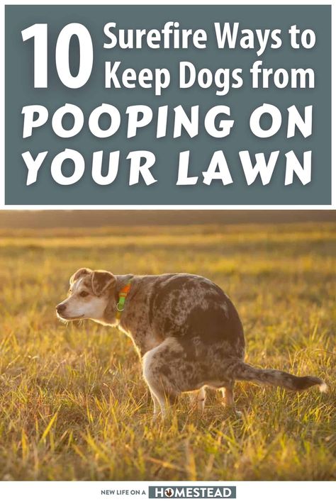 It's annoying when dogs poop on your lawn, but it's not impossible to stop them. Find out how here. #dogs #homesteading Dog Pop, Dogs Pooping, Dog Pin, The Homestead, Happy Healthy, Get Back, Healthy Life, Lawn, Tips And Tricks