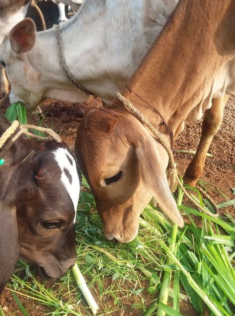 Rukmani Krishna, Cow Snap, Cow Aesthetic, Daily Snap, Farm With Animals, Pet Cows, Cow Photos, Yoga Wellness, Wild Animals Pictures