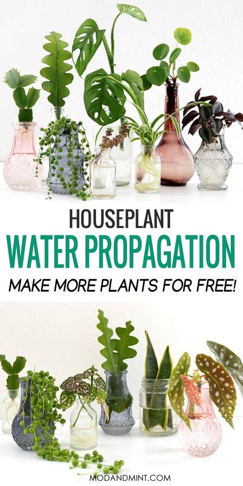 Plants Grown In Water, Water Propagation, Propagate Plants, نباتات منزلية, Household Plants, Plant Hacks, Indoor Plant Care, Inside Plants, House Plant Care