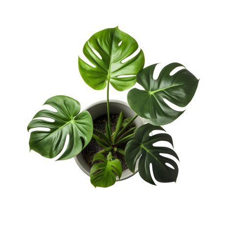 Plant Top View Drawing, Plant Top View Photoshop, Plants Plan View, Plant Top View Png, Plant Top View, Indoor Tree Plants, Furniture Png, Texture Photoshop, Plant Png