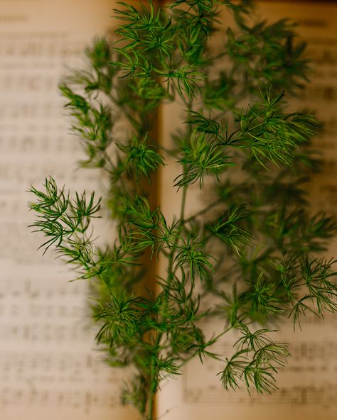 Our beautiful ming fern.💚 #botanicalcrafting #preserverplants #ferns #art #artsandcrafts #diy #diyartsandcrafts #nature #beautiful Maidenhair Fern Aesthetic, Preserved Fern Leaves, Vintage Fern Prints, Bracken Fern, Northern Maidenhair Fern, Moss Wall Art, Resin Design, Moss Wall, Diy Arts And Crafts