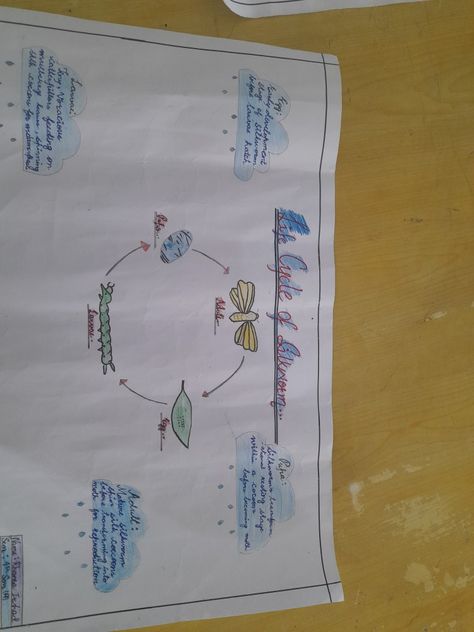 Life cycle of Silkworm project Silkworm Life Cycle, Study Aesthetic, Life Cycle, Life Cycles, Quick Saves