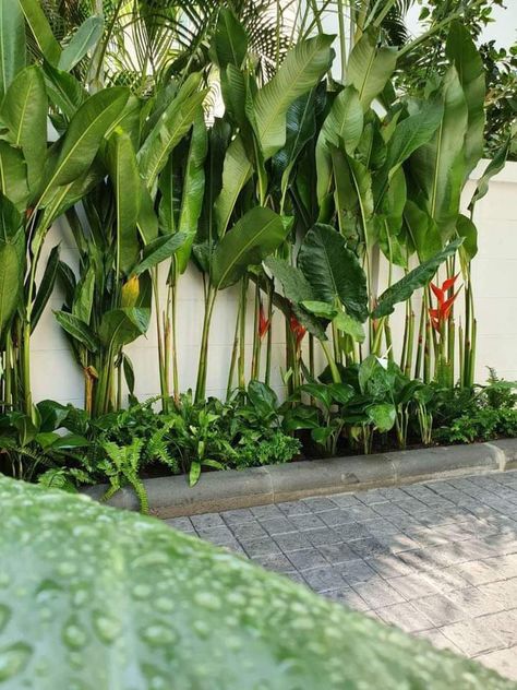 Tropical Backyard Landscaping, Courtyard Plants, Small Tropical Gardens, Narrow Garden, Tanaman Indoor, Vertical Garden Design, Tropical Garden Design, Small Courtyard Gardens, Tropical Backyard