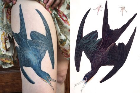 Diving Bird Tattoo, Think Tattoo, Audubon Birds, Perfect Tattoo, Stephanie Brown, Birds Of America, Bird Tattoo, Large Tattoos, John James Audubon