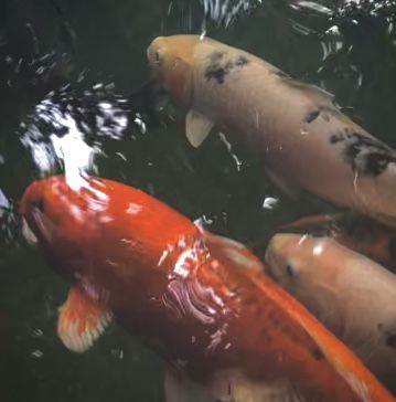 japanese aesthetic koi fishes Koi Fish Pfp, Fish Pfp, Koi Fishes, Coy Fish, Koi Art, Koi Fish Pond, Pfp Aesthetic, Fish Pond, Japanese Aesthetic