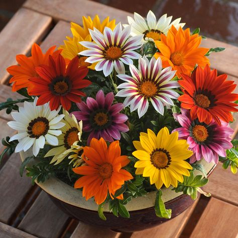 Drought Tolerant Treasure Flower Gazania Rigens Garden Flower Plant Seed Mix Chrysanthemum Seeds, Chrysanthemum Plant, Bonsai Flower, Home Garden Plants, Garden Borders, Garden Theme, Ground Cover, Drought Tolerant, Planting Seeds