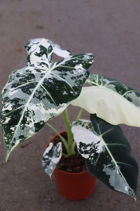 Reminder: unique plants are special because there are only a few of them  Shop our plants now fresh from the greenhouse! We ship worldwide Indoor Plant Wall, Alocasia Plant, Plant Goals, Hanging Plant Wall, Merritt Island, Plants Are Friends, Inside Plants, Variegated Plants, Starter Plants