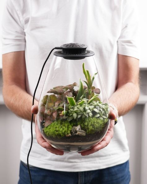 Psst… want to hear a secret? 🤫 Our new Gotham terrarium is here to light up your home AND make your plants feel like superstars thanks to its lid with Grow Light 🌿💡 Even the darkest corners don’t stand a chance. 🌙 #terrarium #terrariums #terrariumlove #terrariumdesign #mossterrarium #terrariumdreams #terrariumimaginarium #terrariumlover #terrariumlovers #plantedterrarium #terrariumplantstore #tinyterrariums #worcesterterrariums #terrariumsupplies #bioterrarium #christmasgifts #christmaspre... Gotham News, Terrarium Supplies, Moss Terrarium, Terrarium Plants, Dark Corners, Grow Light, Grow Lights, Gotham, Terrarium