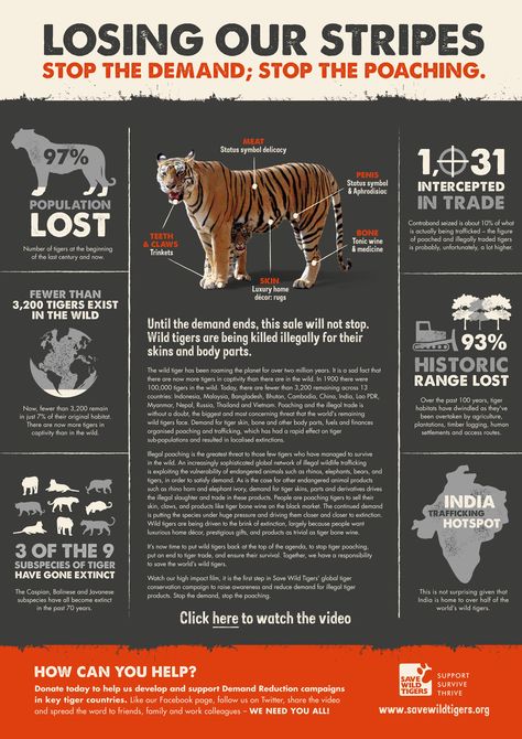 Latest News... | Save Wild Tigers Tiger Infographic, Animal Extinction, Zoo Signage, Data Representation, Project Tiger, Tiger Species, Tiger Facts, Tiger Conservation, Save The Tiger