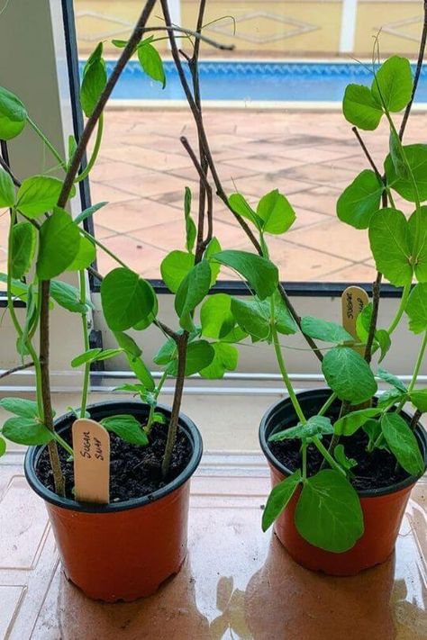 Growing Peas In Containers, Growing Peas, Pea Plant, Powdery Mildew, Sugar Snap Peas, Top Soil, Snap Peas, Vegetable Gardening, Growing Indoors