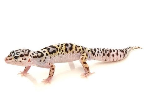 Mack Snow leopard gecko Mack Snow Leopard Gecko, Snow Leopard Gecko, 20 Gallon Long Aquarium, King Snakes, Leopard Gecko Care, Baby Snow Leopard, Corn Snakes, Fat Tailed Gecko, Cute Gecko