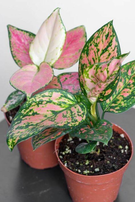 The 10 Best Indoor Plants To Purify The Air In Your Home - Everything Abode Pink Leaf Plant, English Ivy Plant, Best Air Purifying Plants, Dekorasi Bohemia, Tanaman Pot, Tanaman Indoor, Ivy Plants, Hanging Plants Indoor, Inside Plants