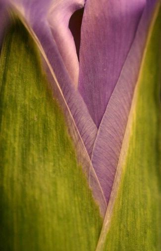 ~Spring Wrapping~ Purple Iris, Photography Classes, Winter Flowers, Flower Bud, Abstract Nature, By Your Side, Perfect World, Patterns In Nature, Spring Green