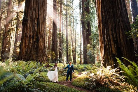 Redwoods Elopement, Redwood Forest Wedding, Washington Mountains, Forest Engagement Photos, Redwood Wedding, Best Places To Elope, Mid Afternoon, Forest Engagement, Places To Elope