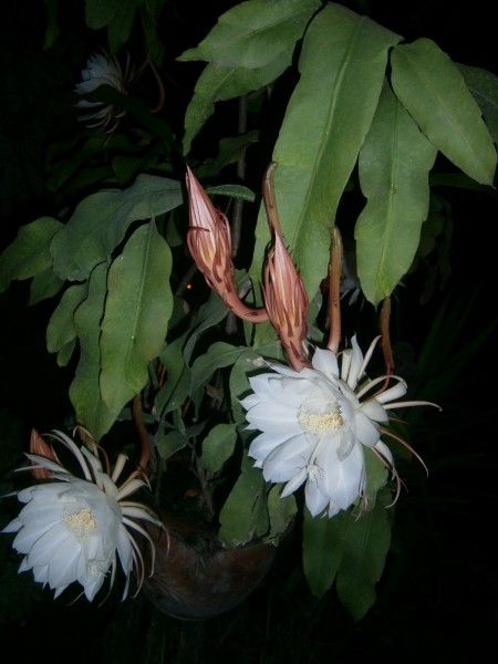 Epiphyllum oxypetalum - Buds and Flowers: given to me by my friend Mary. Not sure about care. Wanted to know what the flowers looked like. Wow Nocturnal Flowers, Epiphyllum Oxypetalum, Kaktus Dan Sukulen, Night Blooming Flowers, Orchid Cactus, The Dark Night, Blooming Cactus, Night Flowers, Cactus Flowers