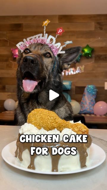 JADE THE SABLE GSD on Instagram: "Chimkin Cake For Dogs Recipe 🍗 #chicken #dogcake #dogrecipes #recipe #dog #dogs #gsd #germanshepherd" Cake For Dogs, Chicken Cake, Dog Cakes, Dog Cake, Recipe Chicken, Dog Recipes, Dog Birthday, Fried Chicken, Dog Treats