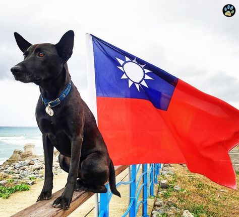 TAIWAN DOG From Taiwan #Taiwandog #wdogsintheworld #台灣犬  @28pathinn Taiwan Dog, Formosan Mountain Dog, Service Dogs Breeds, Taiwan Flag, Akc Breeds, Disabled Dog, Animal References, Mixed Breed Dogs, American Kennel Club