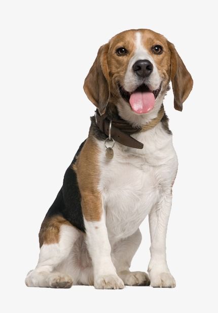 Beagle Pups, Baby Beagle, Cute Beagles, Pet Blog, Dog Fence, Beagle Puppy, Beagle Dog, Free Dogs, Dog Images