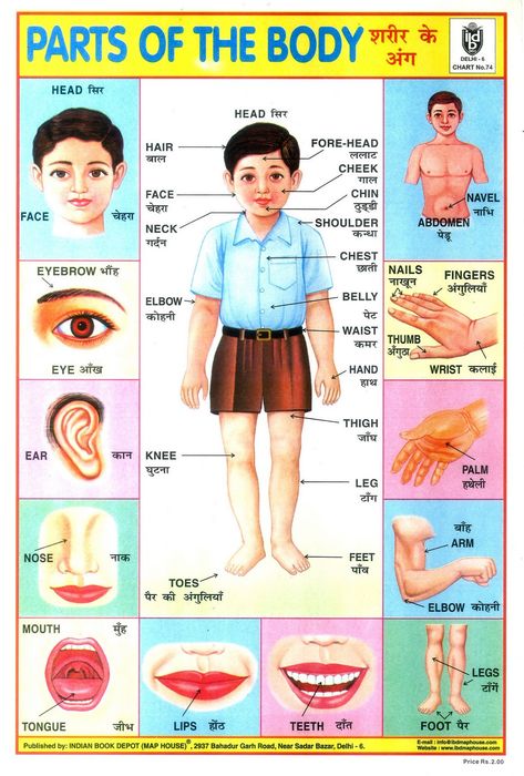 https://flic.kr/p/dgVDag | Parts of the Body | One of a Collection of Indian School Posters.  Many of the posters are from the Indian Book Depot, which was established in 1936 in Lahore, and is now located in Delhi's Sadar Bazaar. A few are from other publishers such as Sriram, Madurai. Body Parts For Kids, अंग्रेजी व्याकरण, Body Name, Body Chart, Hindi Alphabet, Hindi Language Learning, Learn Hindi, Hindi Worksheets, Learning English For Kids