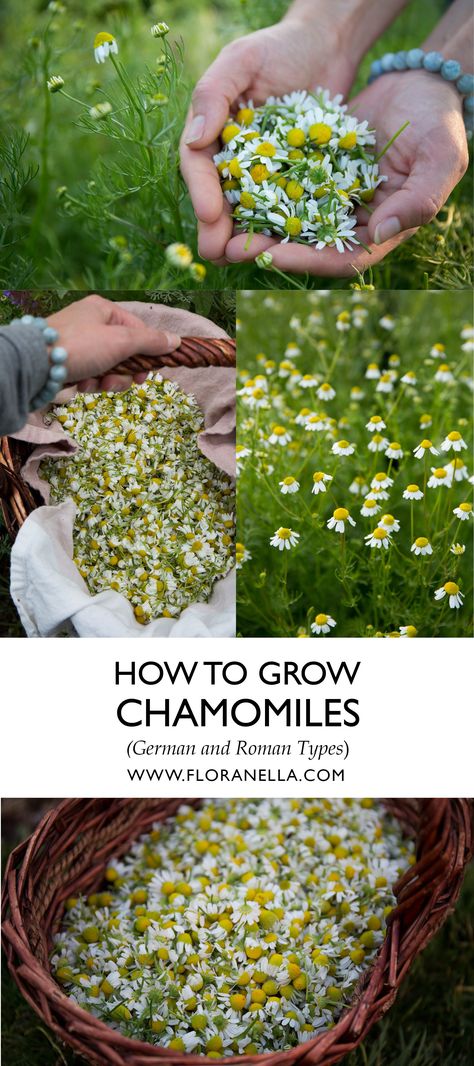 Grow Chamomile, Chamomile Growing, Grow Herbs, Oil Cleansing, Growing Herbs, How To Work, Cleansing Oil, Herb Garden, How To Grow