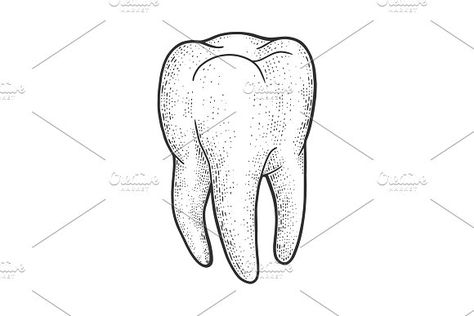 Vintage Tooth Illustration, Tooth Drawing Sketches, Tooth Sketch, Tooth Graphic, Tooth Drawing, Tooth Illustration, Tooth Outline, Tattoo Fixes, Teeth Illustration