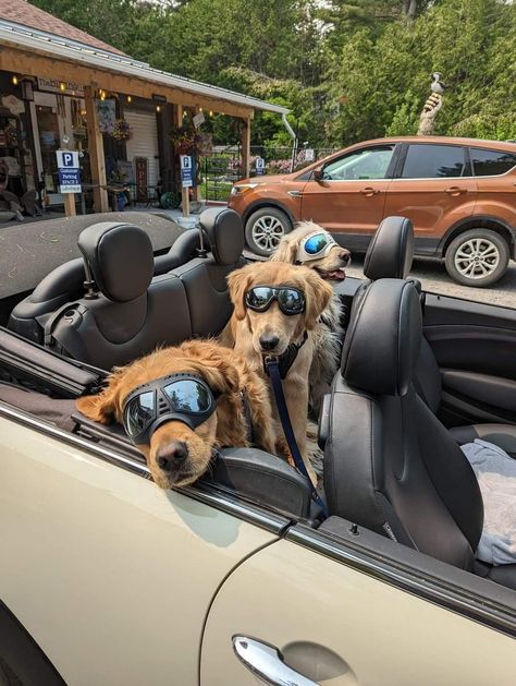 Dog In Car, Dog With Glasses, Group Of Dogs, Super Rich Kids, Dog Car, Dog Sitting, Future Lifestyle, Classy Cars, Big Hugs