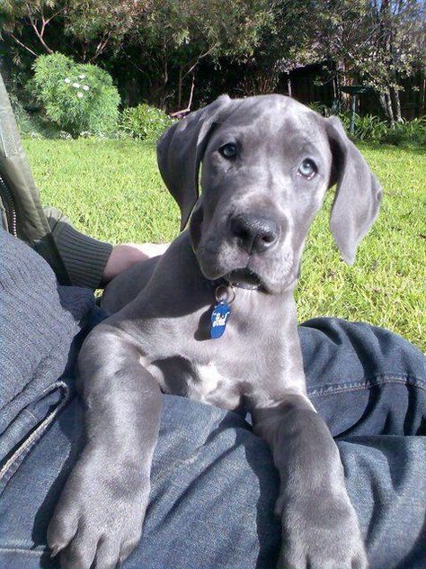 Great Dane Puppy Aesthetic, Great Dane Aesthetic, Dane Puppies, Great Dane Puppy, Dane Dog, Great Dane Dogs, Cute Dogs And Puppies, Cute Creatures, Great Dane