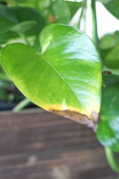 How to Care for a Pothos Plant: The Perfect Houseplant for Gardening Beginners - Design a Garden You Love Pathos Plant, Inside Gardening, Pothos Plant Care, Low Maintenance Indoor Plants, Jungle Gardens, Pothos Plant, Bathroom Plants, Peace Lily, Black Leaves