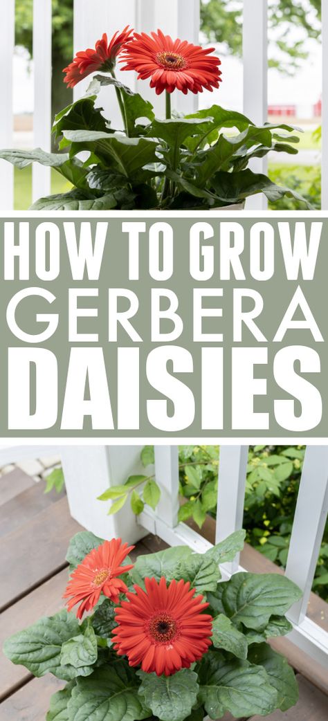 Gerbera Daisy Care, Gerbera Plant, Plants In Jars, Plant Tips, Gerbera Flower, Gerbera Daisies, Backyard Flowers, Gerber Daisies, Gardening 101