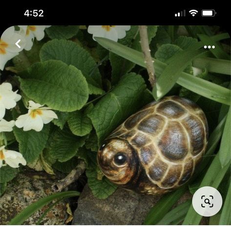 Nz Beach, Turtle Painted Rocks, Turtle Rock, Brick Art, Painted Rock Animals, Rocks Painted, Stone Art Painting, Turtle Painting, Rock Painting Patterns