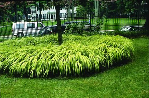 Hakonechloa Aureola, Ornamental Grasses For Shade, Hakone Grass, Ornamental Grass Landscape, Hakonechloa Macra, Japanese Forest, Grass Type, Best Perennials, Grasses Landscaping