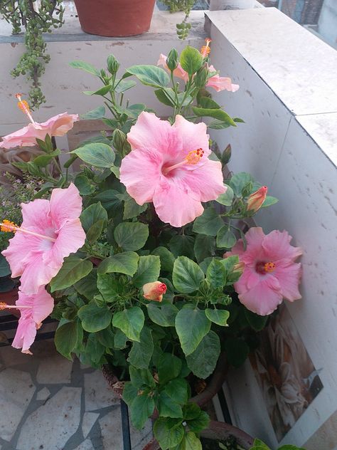 Pink hibiscus, home grown, gardening, gardened, terrace,garden, plant, potted Potted Hibiscus, Hibiscus Garden, Pink Hibiscus, Nothing But Flowers, Home Grown, Hibiscus Flower, Terrace Garden, Hibiscus Flowers, Hibiscus