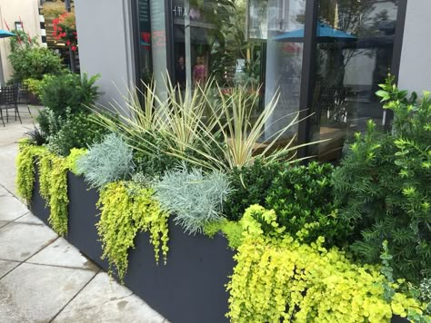 Rectangular Planters Outdoor Ideas, Planters Along Fence, Rectangular Planter Box Ideas, Rectangular Planters Outdoor, Plants For Planters, Backyard Planters, Long Planter, Courtyard Gardens Design, Back Garden Design