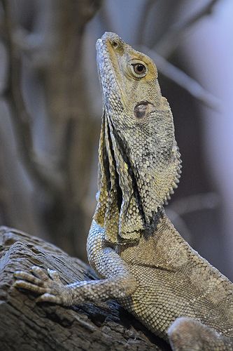 Frill-necked Lizard (Chlamydosaurus kingii) These little guys are soooo cute!!! they just look like little dragons to me!!! :-D Frilled Dragon Lizard, Frill Necked Lizard, Frill Lizard, Frilled Dragon, Frilled Neck Lizard, Frilled Lizard, Lizard Dragon, Large Lizards, Cute Reptiles