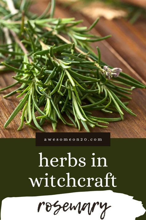 Rosemary is the most versatile of all witchcraft herbs. It can be a blank slate, but it's also powerful in its own rite, not to mention delicious. Let's take a look at how you can use rosemary in your witchcraft. #rosemary #witchcraft #kitchenwitchcraft Rosemary Herb Uses, Witchcraft Rosemary, Rosemary Witchcraft, Herbs In Witchcraft, Kitchen Magick, Witchcraft Herbs, Rosemary Herb, Potato Rolls, Rosemary Tea