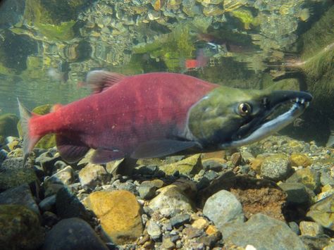 Sockeye or Kokanee Salmon? Salmon Art, Kokanee Salmon, Sockeye Salmon, All Fish, The Rocky Mountains, The Pacific Ocean, Sea Animals, Pacific Ocean, Amphibians