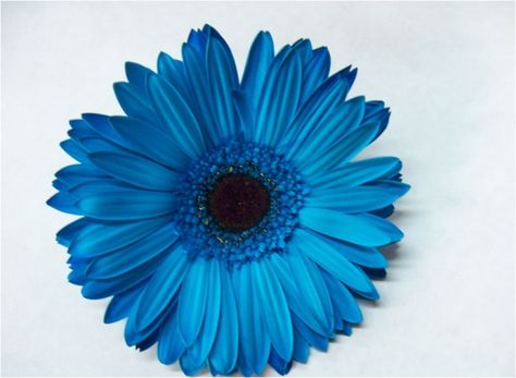 Beautiful blue gerbera Wreath Decorating Ideas, Dahlia Tattoo, Gerbera Flower, Daisy Tattoo, Gerber Daisies, Daisy Flowers, Dee Dee, Blue Roses, May Flowers