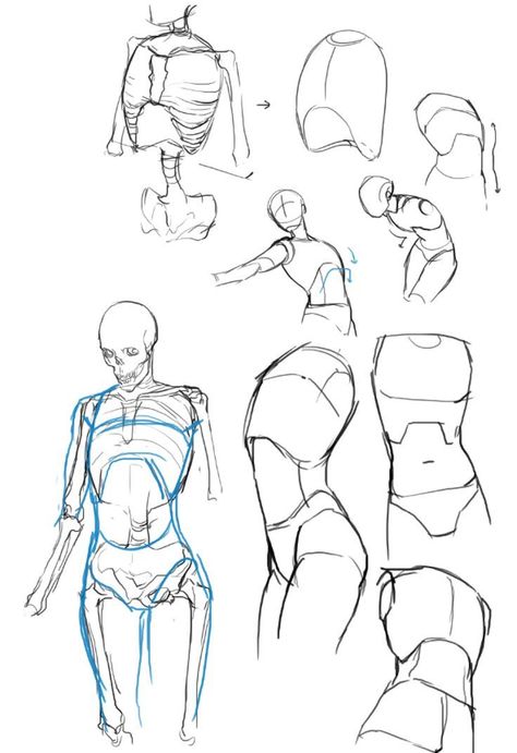 Torso Reference, Human Anatomy Drawing, Human Figure Drawing, Human Anatomy Art, Body Anatomy, Anatomy Drawing, Figure Drawing Reference, Body Drawing, Anime Drawings Tutorials