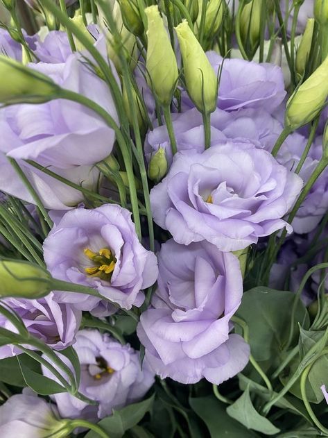 September Bouquet, Lisianthus Bouquet, Lisianthus Flowers, Bouquet Lavender, October Flowers, September Flowers, Flower Identification, Aesthetic Flowers, Purple Themes