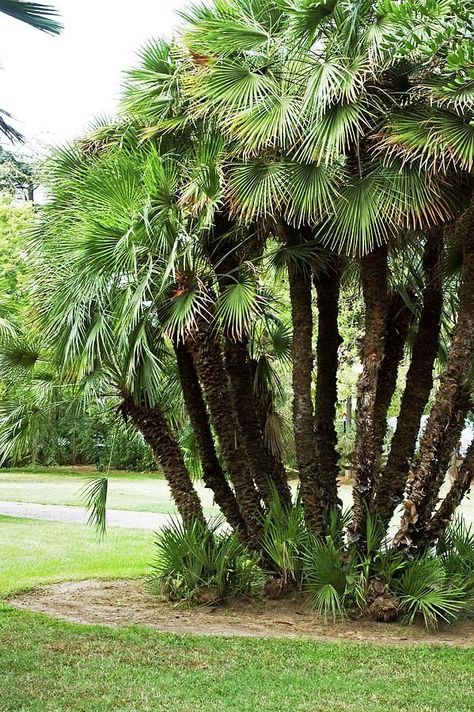 European Fan Palm, Palm Trees Landscaping, Date Palm, Fan Palm, Outdoor Patio Decor, Tropical Landscaping, Patio Decor, Cactus Plants, Outdoor Patio