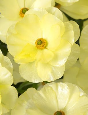 HELIOS Butterfly Ranunculus Sun Valley Floral Farms 2019 Yellow Butterfly Ranunculus, Ranunculus Arrangement, Butterfly Ranunculus, Flowers 2023, Growing Irises, Lauren Lewis, Flower Reference, Flower Farming, Flower Varieties