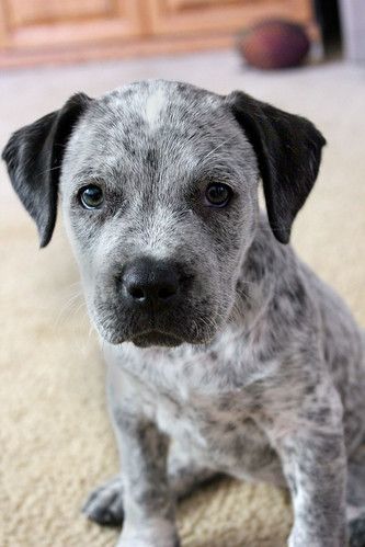 Ranch Dogs, Blue Heeled, Blue Heeler Puppies, Heeler Puppies, Blue Heelers, Blue Heeler Dogs, Cattle Dogs, Australian Cattle Dogs, Grey Dog