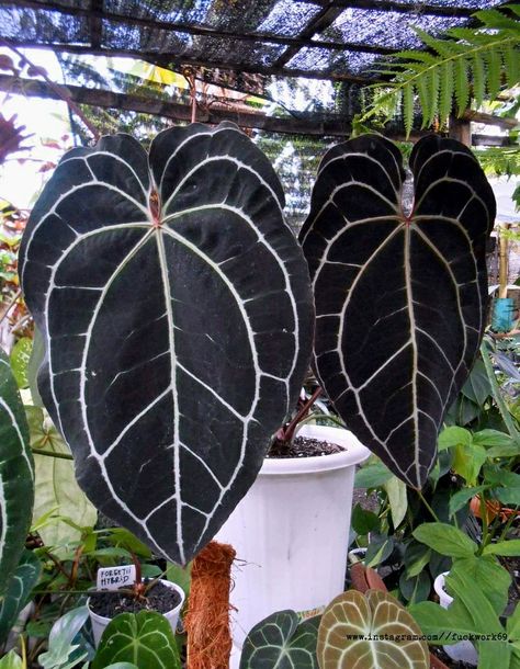 Anthurium Red Crystallinum, Anthurium Varieties, Green Wishlist, Indoor Plants Names, Red Anthurium, Anthurium Crystallinum, Anthurium Plant, Alocasia Plant, Plant Wishlist