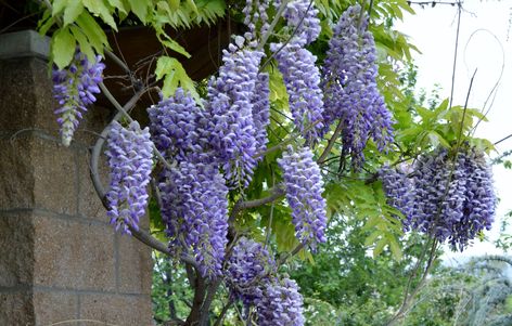 Wisteria Blue Moon, Blue Moon Wisteria, Waterwise Landscaping, West Jordan Utah, Wisteria Plant, Moon Plant, Plant Styling, Flowering Bushes, Foundation Planting