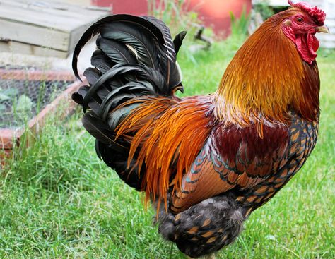 Golden-laced Wyandott rooster Wyandotte Rooster, Gold Laced Wyandotte, Laced Wyandotte, Wyandotte Chicken, Rooster Illustration, Rooster Breeds, Chicken Pictures, Big Farm, Beautiful Chickens